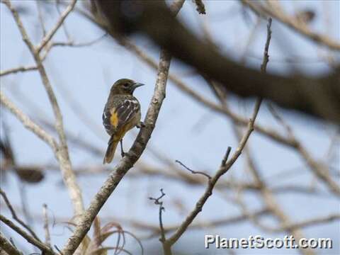 Image of New World orioles