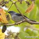 Image of Plain-colored Tanager