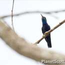 Image of Sapphire-throated Hummingbird