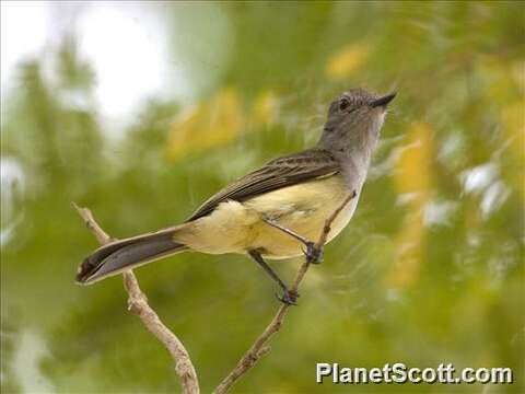 Image of American Crested Flycatchers