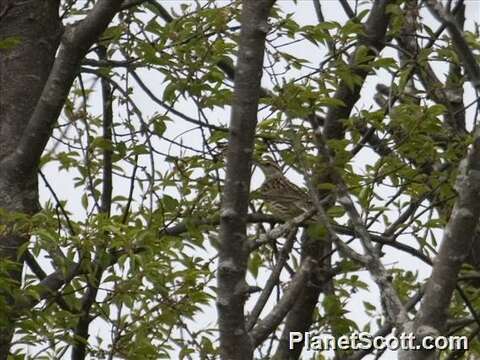 Image of Meadowlark