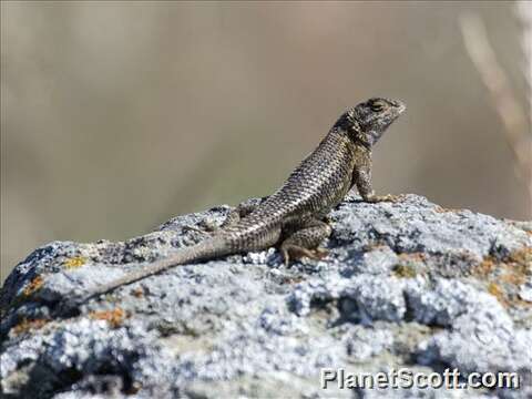 Image of Duges' Spiny Lizard