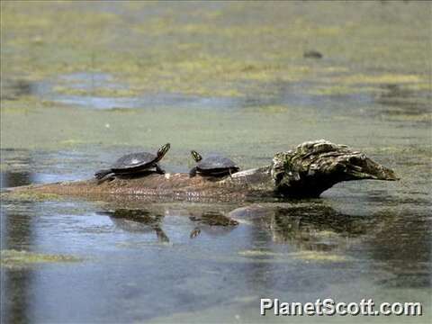 Image of Eastern Painted Turtle