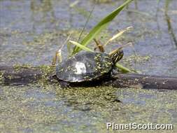 Image of Eastern Painted Turtle