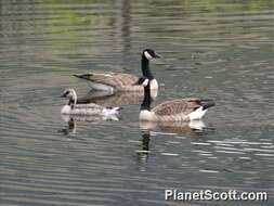 Image of Hawaiian goose