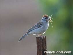 Слика од врапчешки стрнарки