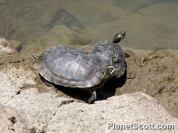 Imagem de Trachemys Agassiz 1857