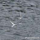 Image of Black-naped Tern