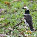 Gracupica nigricollis (Paykull 1807) resmi