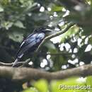 Image of Hair-crested Drongo