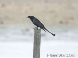 Image of drongos