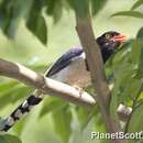 Image of Blue Magpie