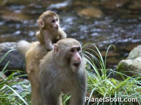 Image of macaques