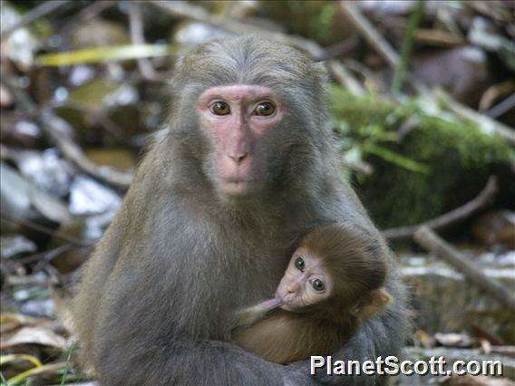 Image of macaques