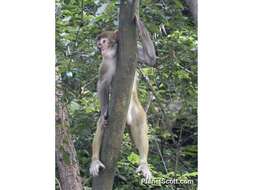 Image of macaques