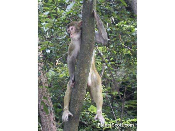 Image de Macaque