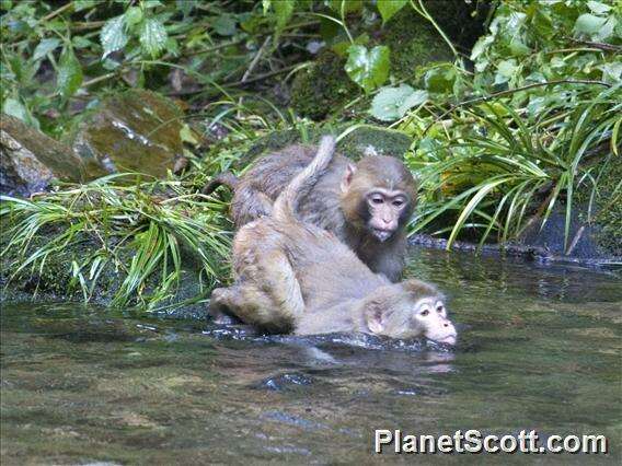 Image of macaques