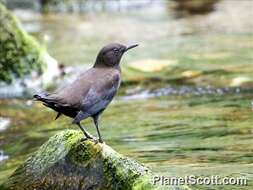 Image of dippers