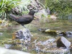 Image of dippers