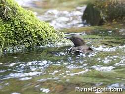 Image of dippers