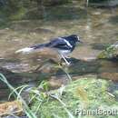 Image of White-crowned Forktail