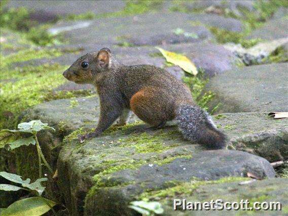 Image de Callosciurus Gray 1867