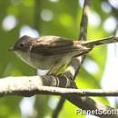 Image of Indochinese Yuhina