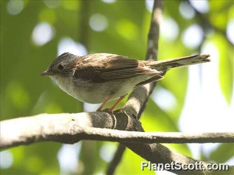 Imagem de Yuhina Hodgson 1836