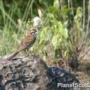 Emberiza cioides Brandt & JF 1843 resmi