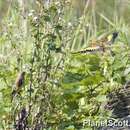 Image of Grey-capped Greenfinch