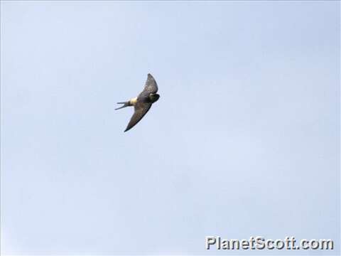 Image of Cape Swallow