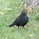 Image of Chinese Blackbird