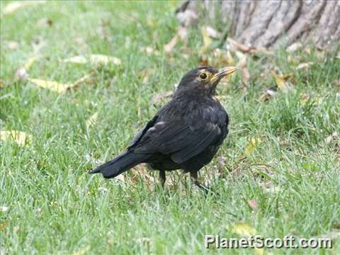 Image of Chinese Blackbird