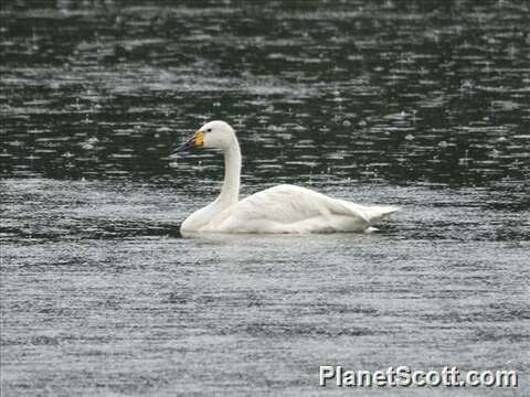 Image of Swan