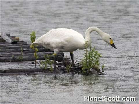 Image of Swan