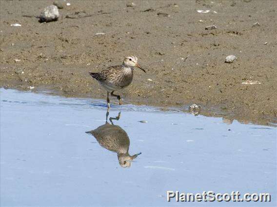 Image of Calidris Merrem 1804