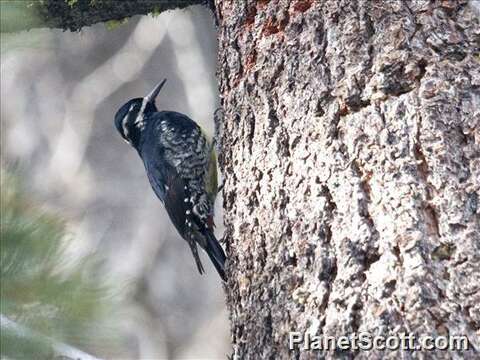 Image of Sapsucker