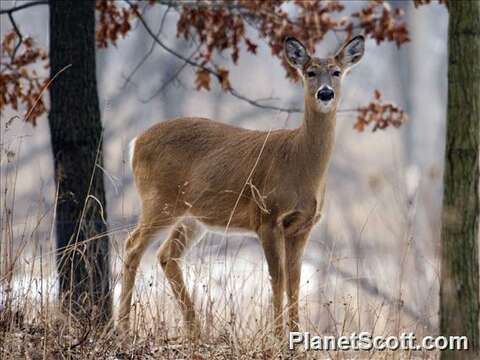 Image of mule deer and white-tailed deer