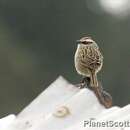 Image of Striped Sparrow