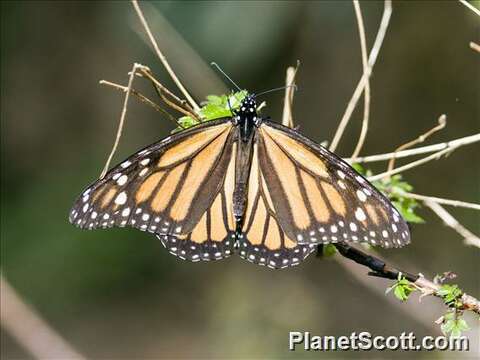 Image of Panarthropoda