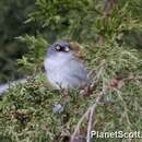 Image of Yellow-eyed Junco