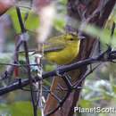 Vireo hypochryseus Sclater & PL 1863的圖片