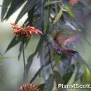 Image of Berylline Hummingbird
