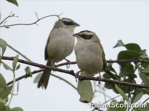 Plancia ëd Peucaea Audubon 1839