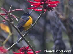 Image of New World orioles