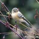 صورة Empidonax fulvifrons (Giraud Jr 1841)