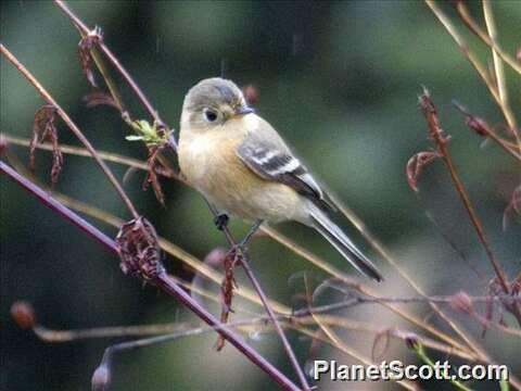 Image de Empidonax Cabanis 1855