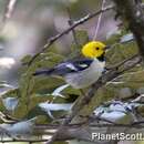 Image of Hermit Warbler