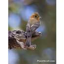 Image of Northern Tufted Flycatcher