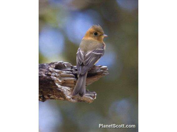 Image of Tufted flycatchers